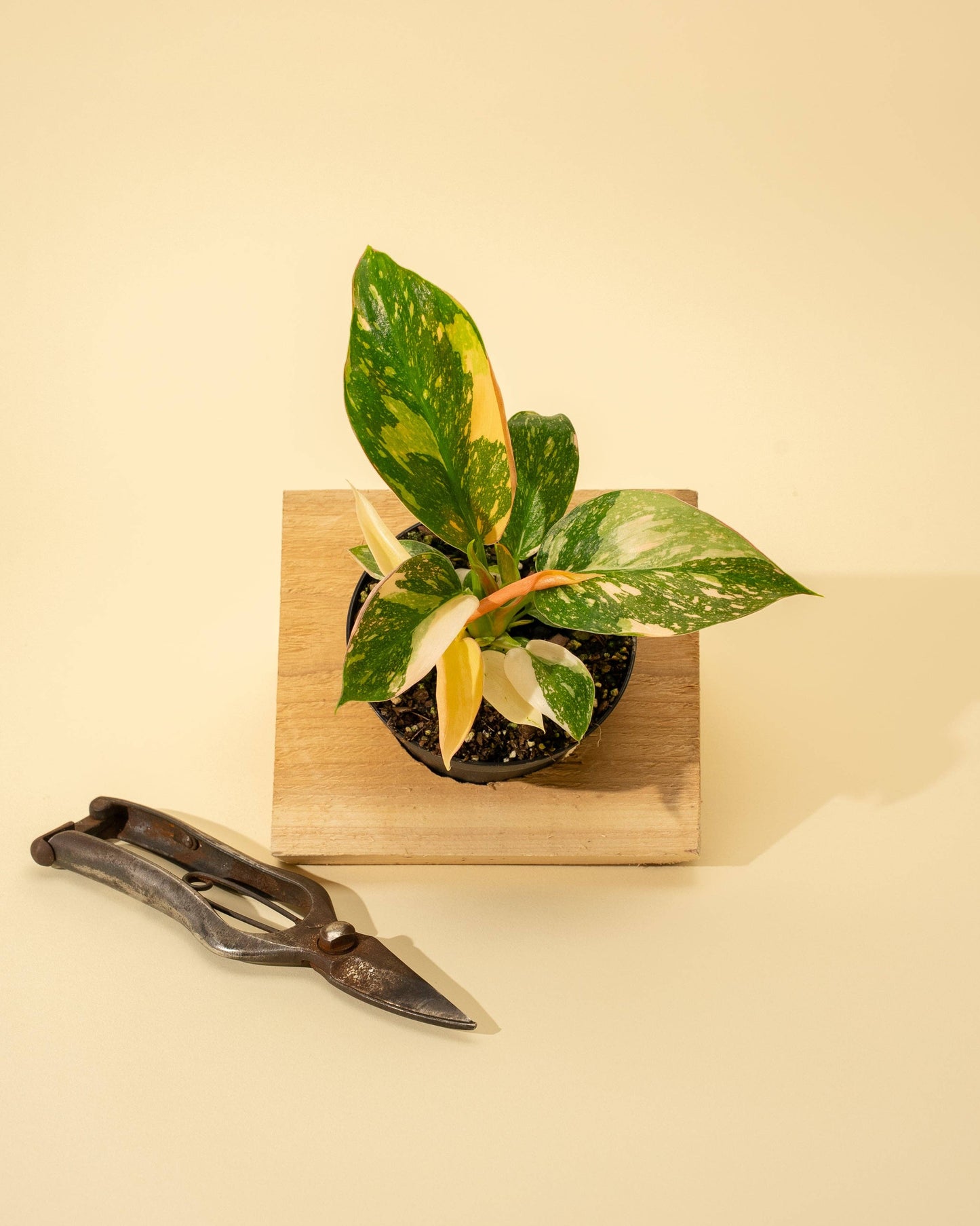 4" Variegated Philodendron Green Congo 'Copper Flame'