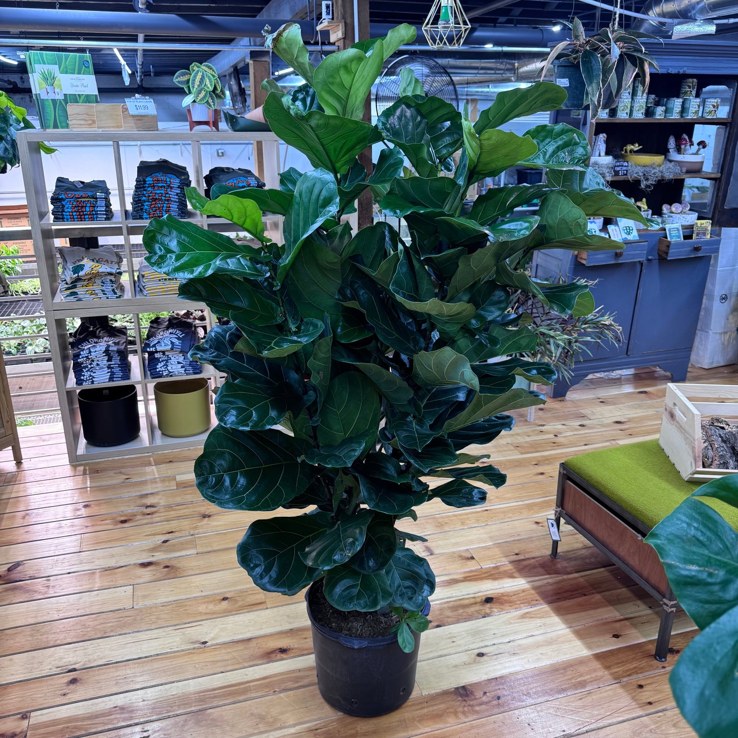Ficus Lyrata ‘Fiddle Leaf Fig’ Bush