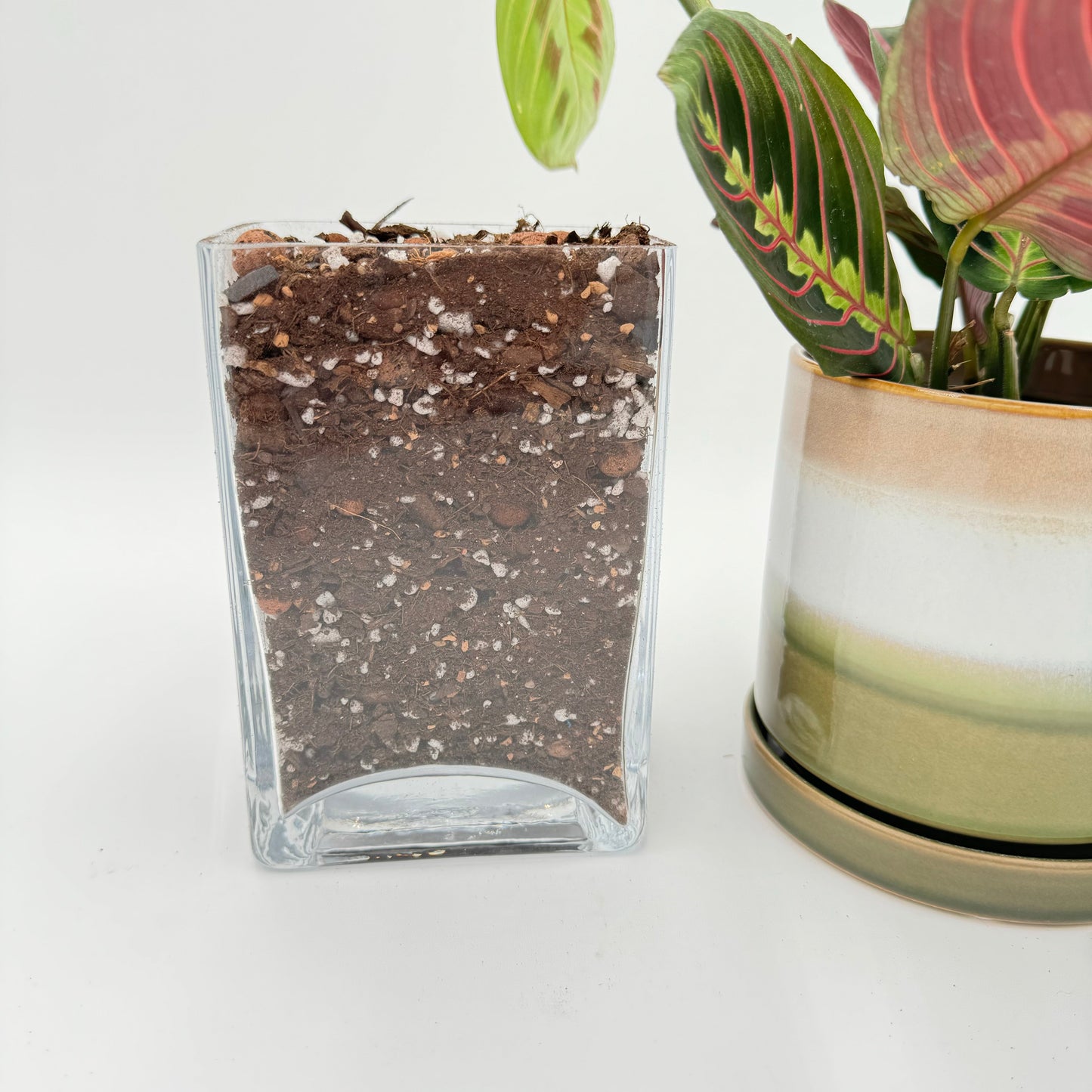 The Gay Ole Dirtier Bag Soil Blend