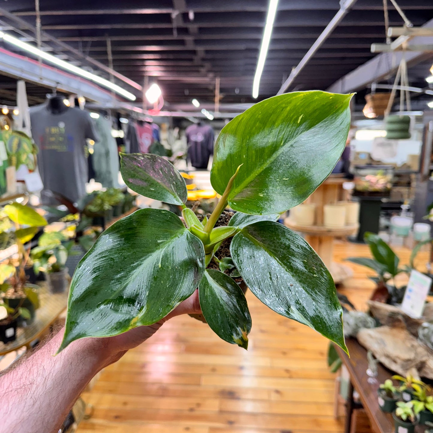 Philodendron White Princess