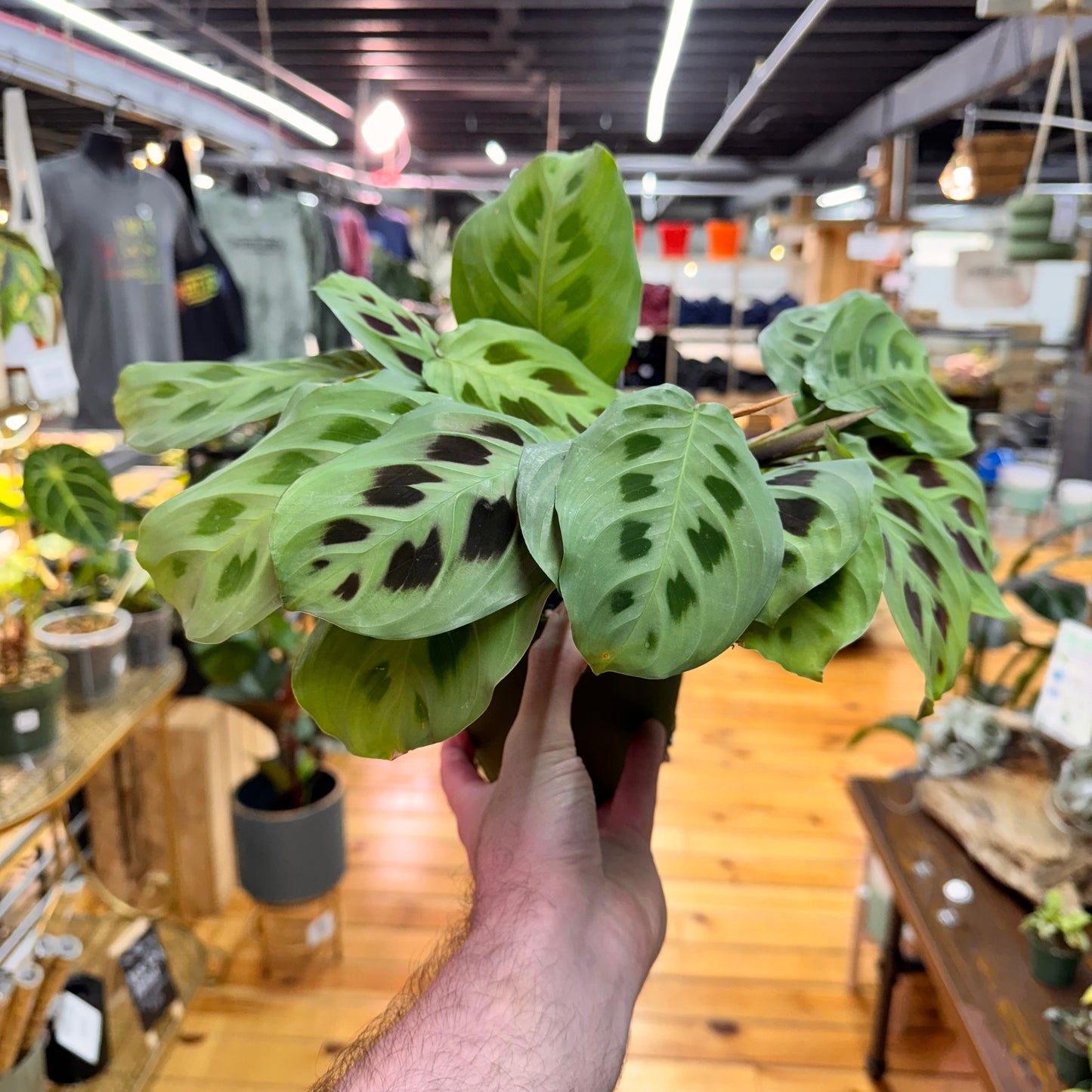 Maranta Leuconeura 'Green'