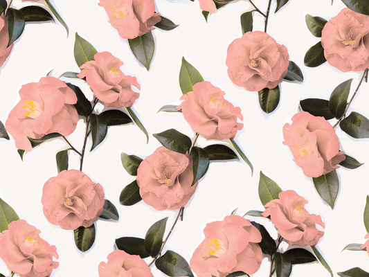Camellia Wallpaper, white and coral