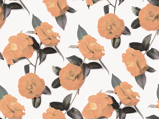 Camellia Wallpaper, white and orange