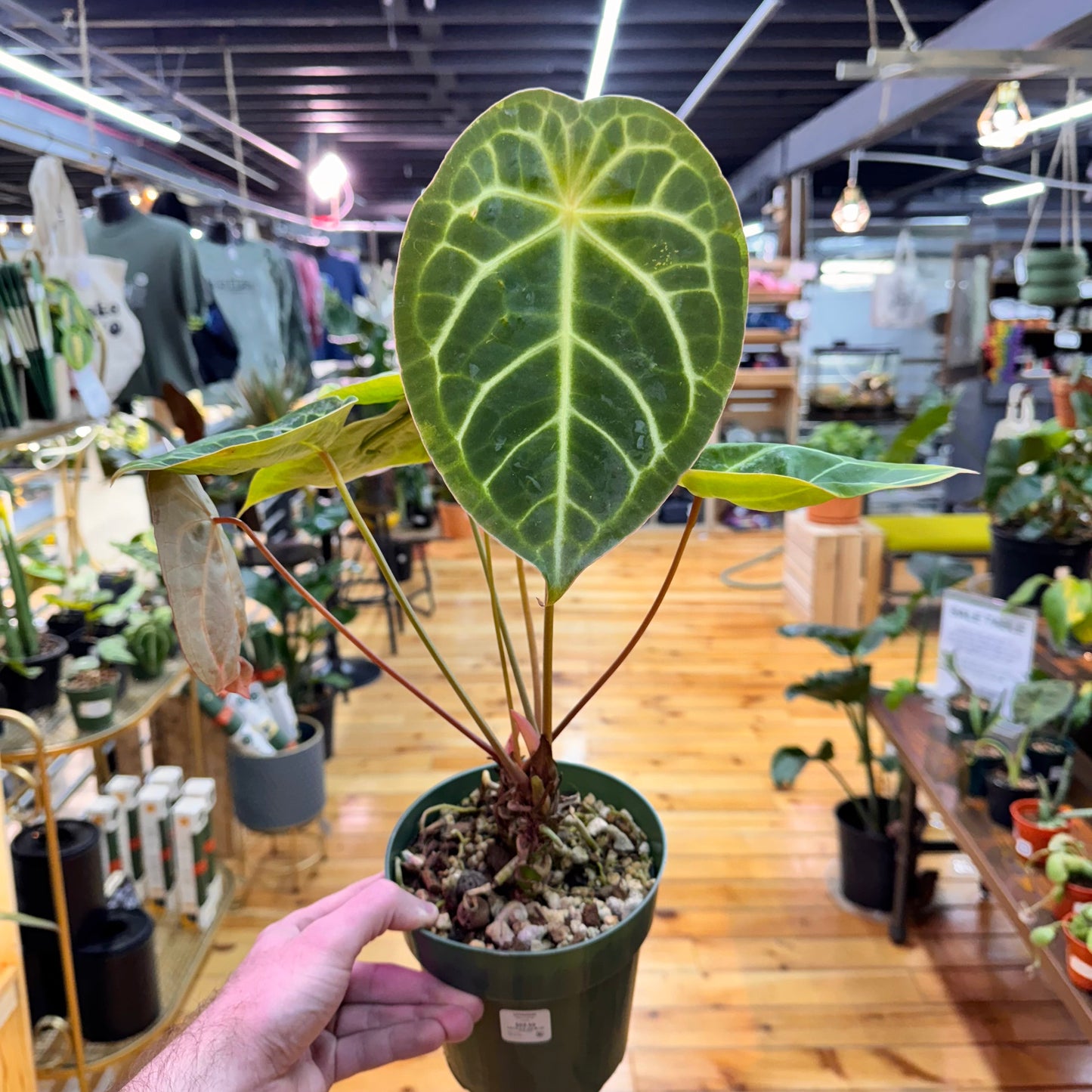 Anthurium Wavy Noyd