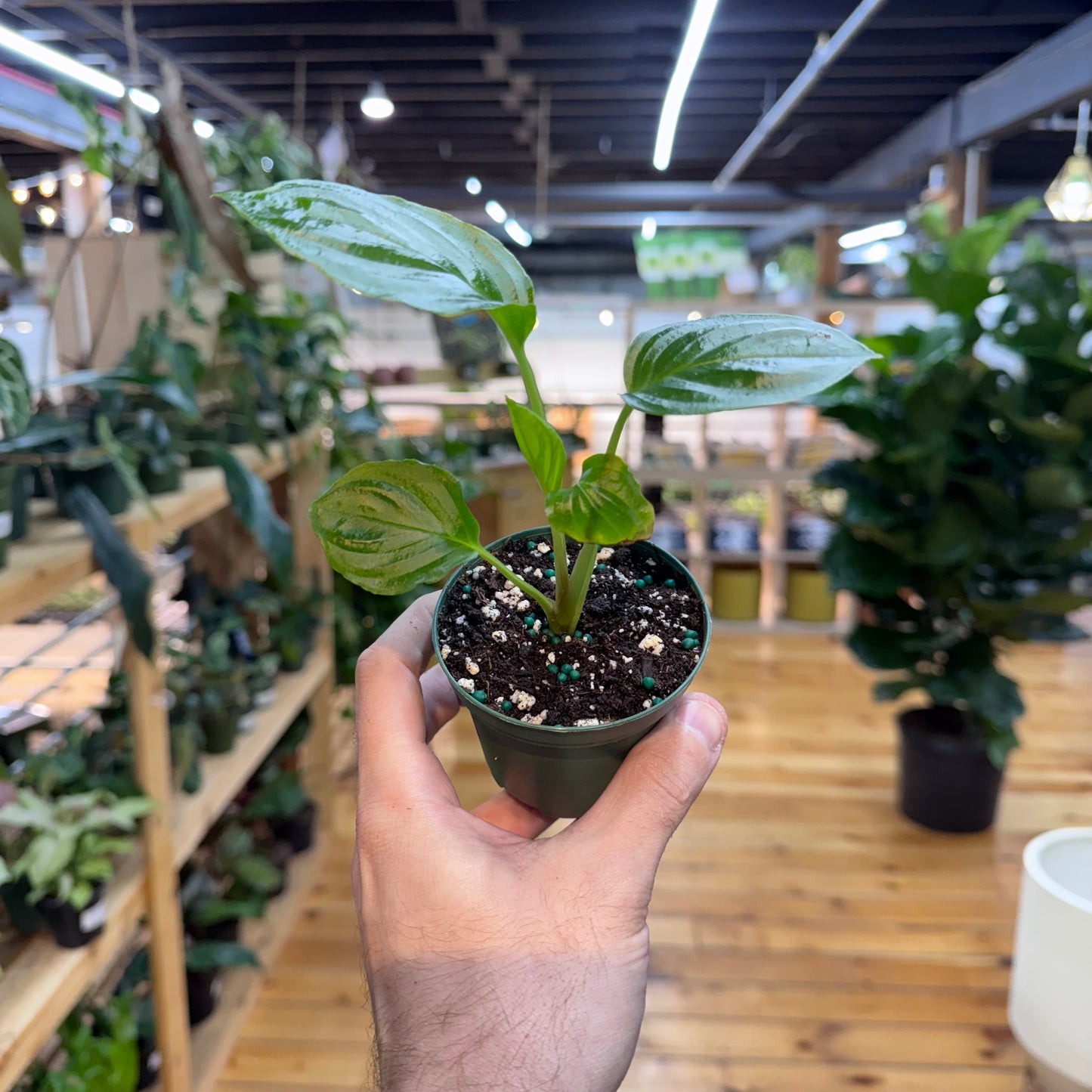 Tacca Chantrieri ‘Black Bat’