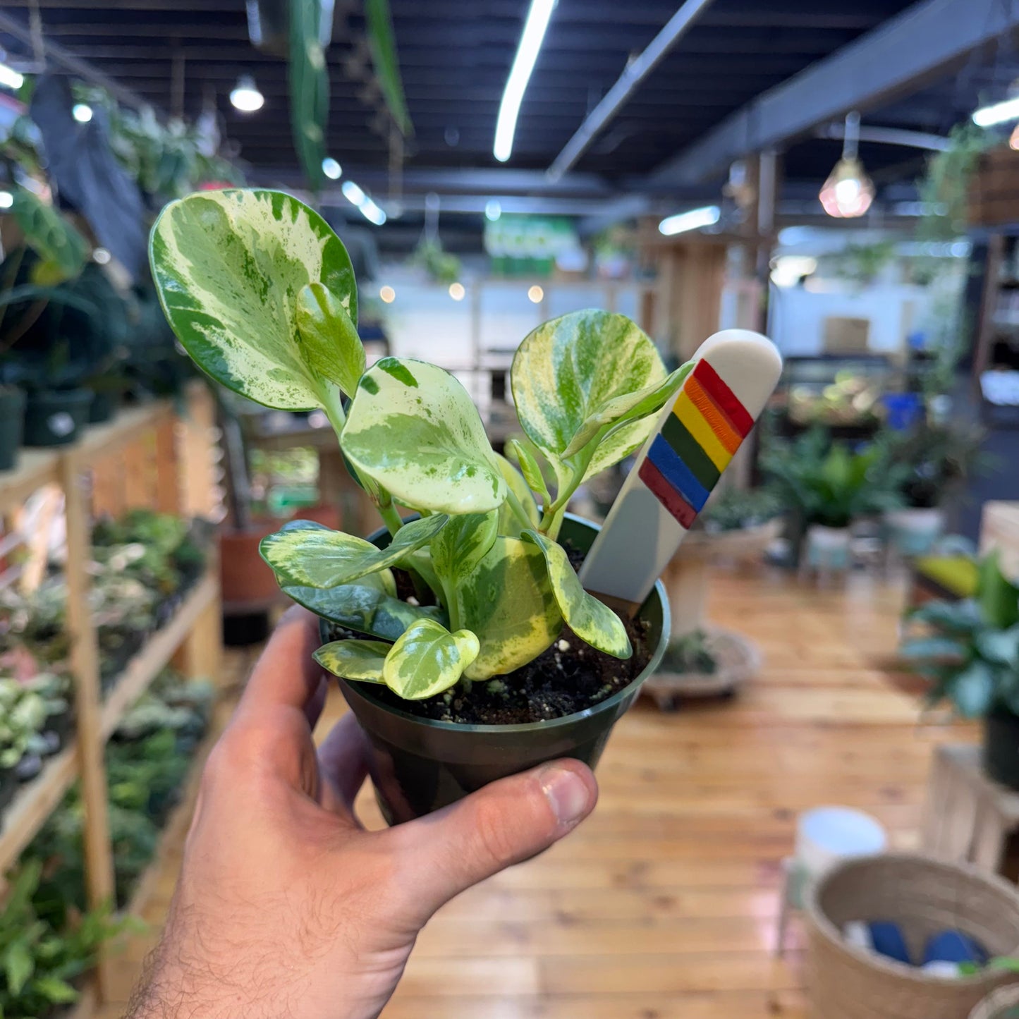Peperomia Golden Gate