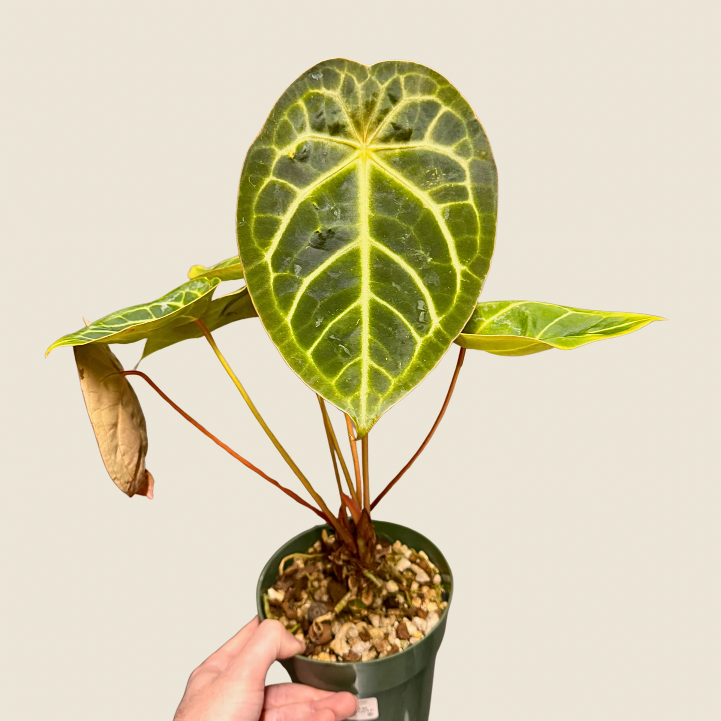 Anthurium Wavy Noyd