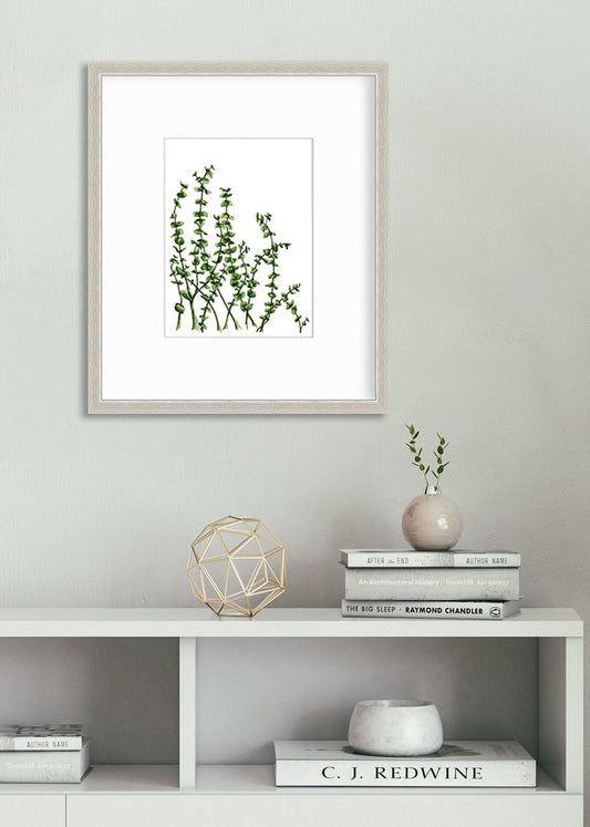 Eucalyptus - Limited Edition Paper Print