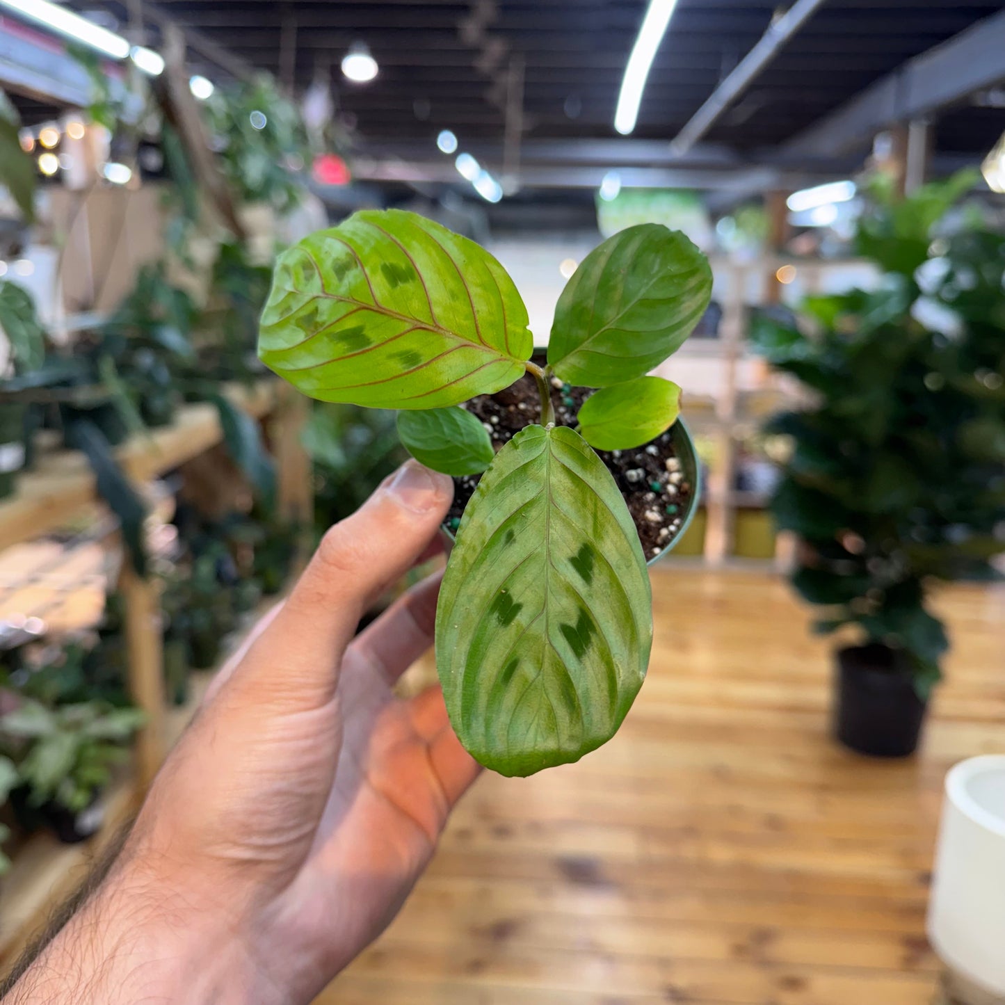 Maranta Red