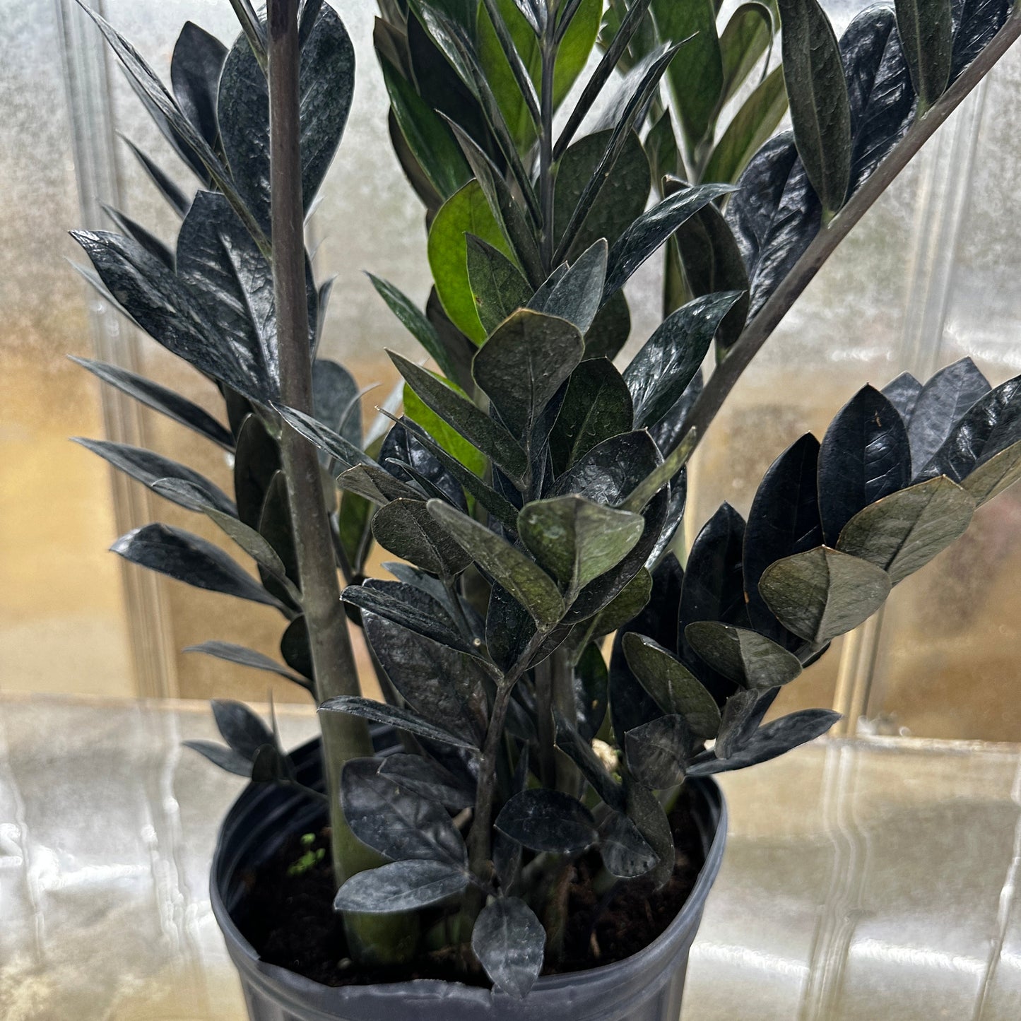 Zamioculas Zamiifolia 'ZZ' Black