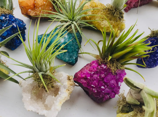 Crystal Air Plants -Magical Druzy Crystal Clusters