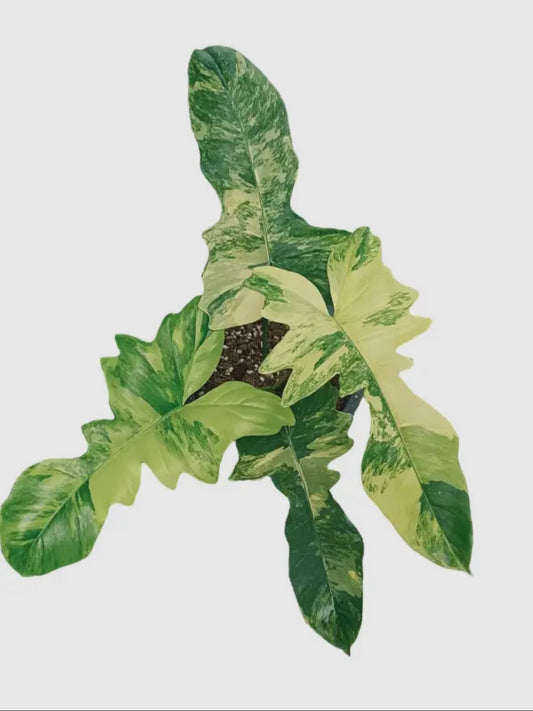 Philodendron ‘Florida Beauty’ x Mayoi – Rare Hybrid in a 7” Pot