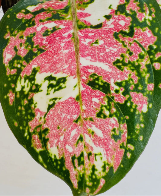 Aglaonema ‘Tricolor Anyamanee’ – Rare 6” Potted Beauty