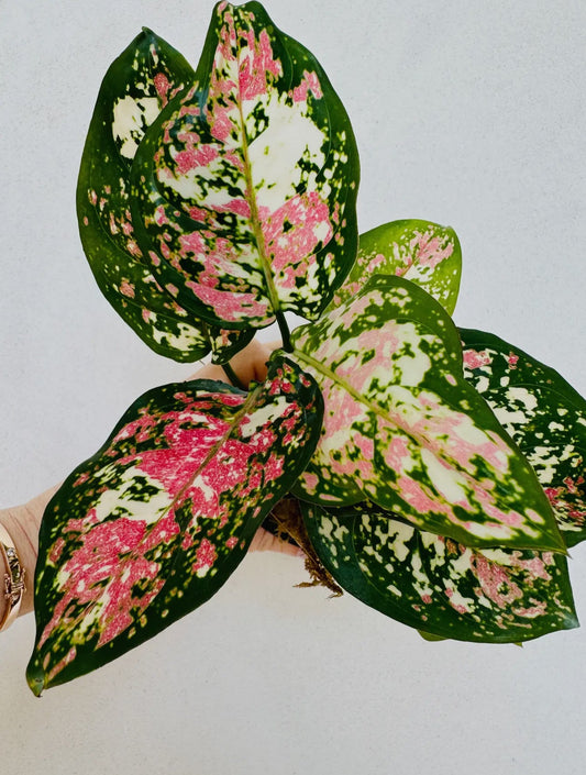 Aglaonema ‘Tricolor Anyamanee’ – Rare 6” Potted Beauty