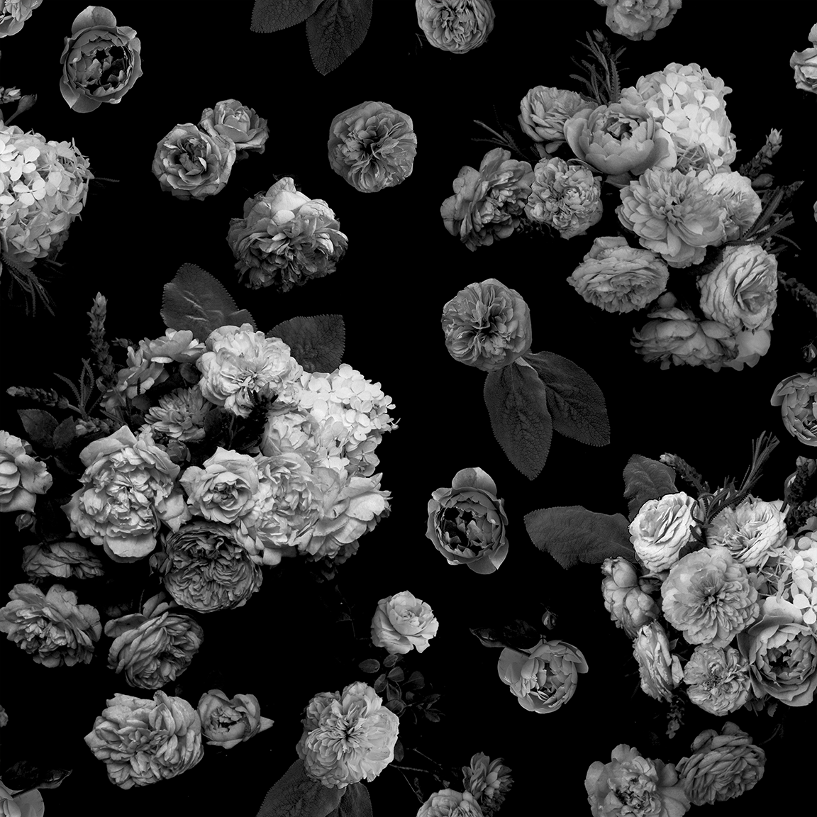 Rose Farm Wallpaper, black and white