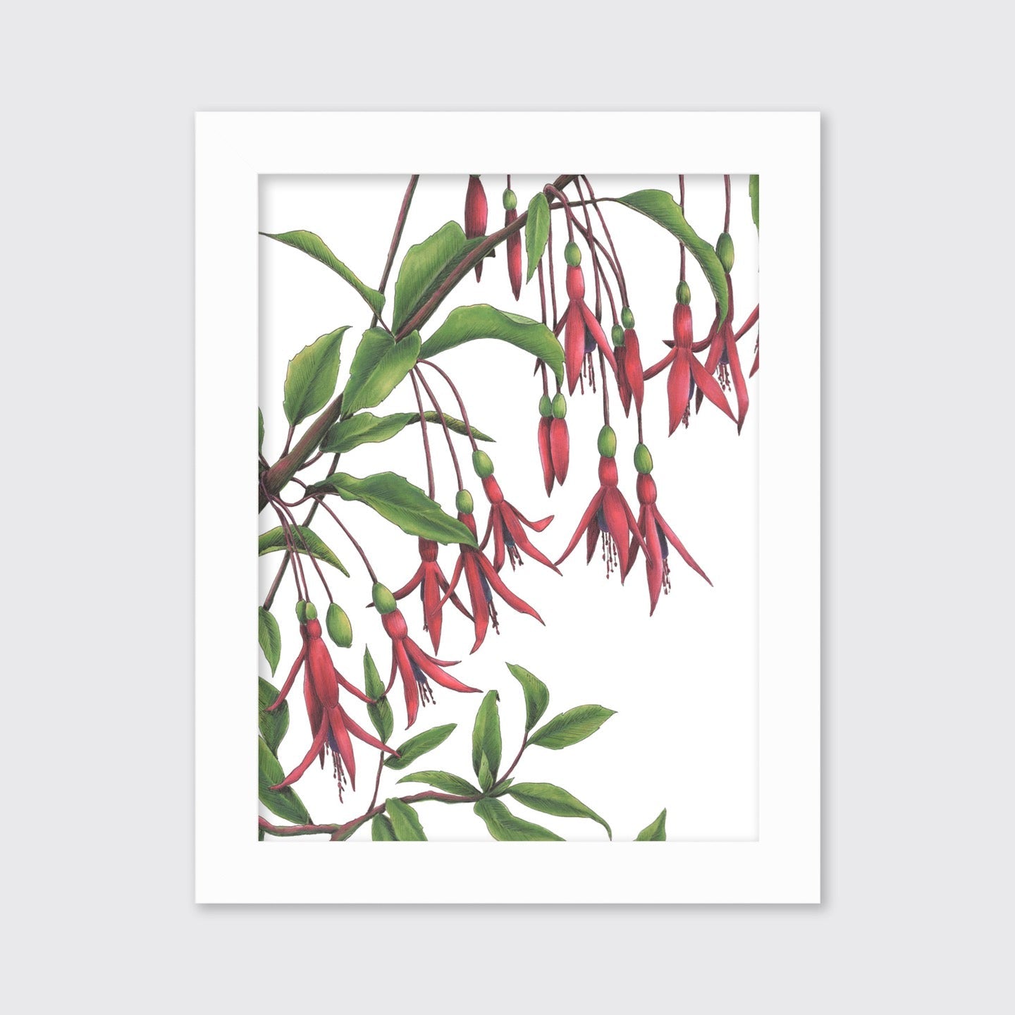 Hummingbirds - Open Edition Paper Print