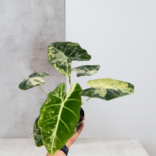Alocasia Micholitziana 'Frydek' Variegated