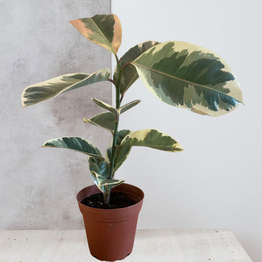 Ficus Elastica 'Tineke'