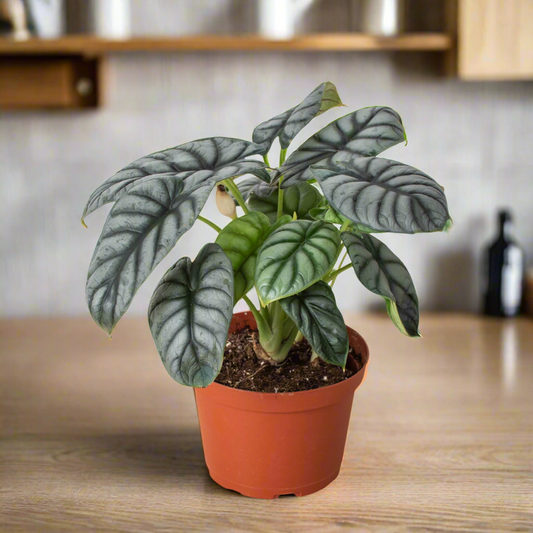 Alocasia Silver Dragon