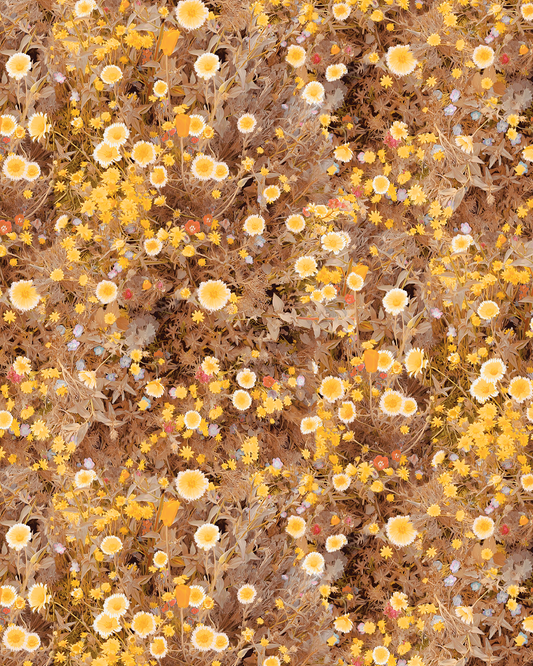 Cali Flowers Wallpaper, sunshine