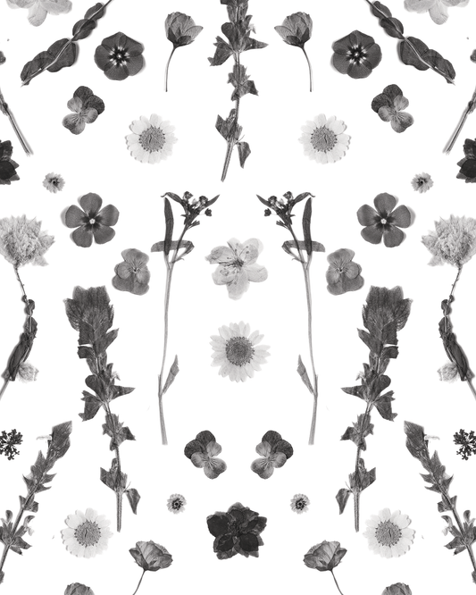 Pressed Fresh Version 02 Wallpaper, black and white