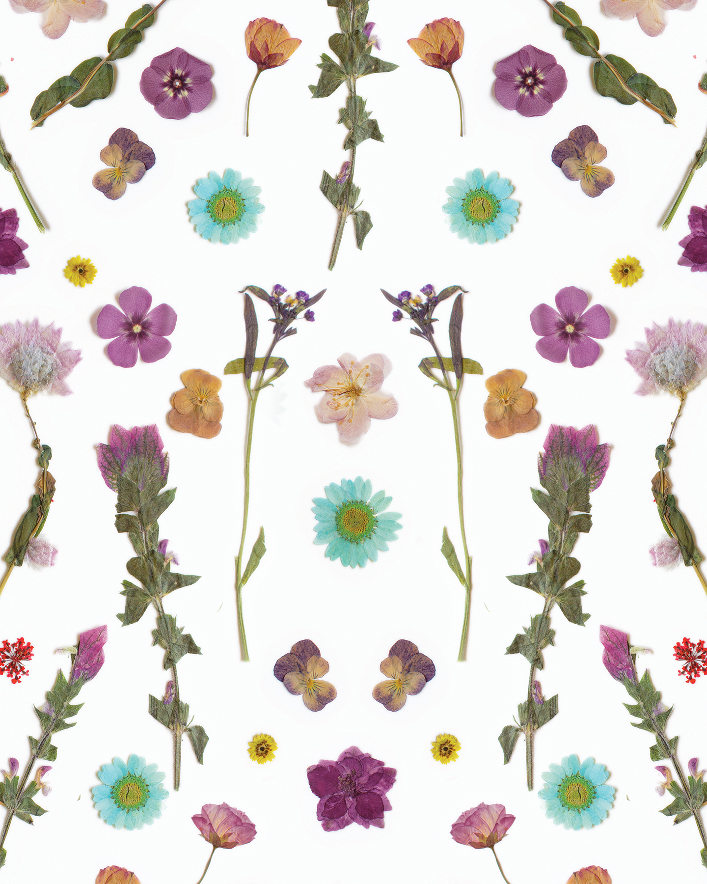 Pressed Fresh Version 02 Wallpaper, purple and blue