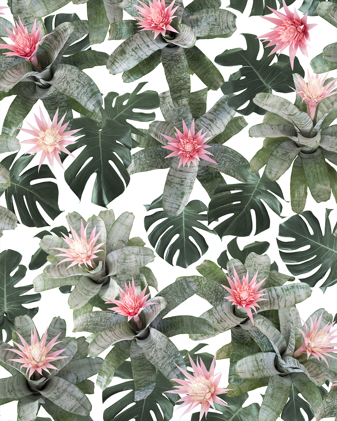 Rad Bromeliad Wallpaper, white