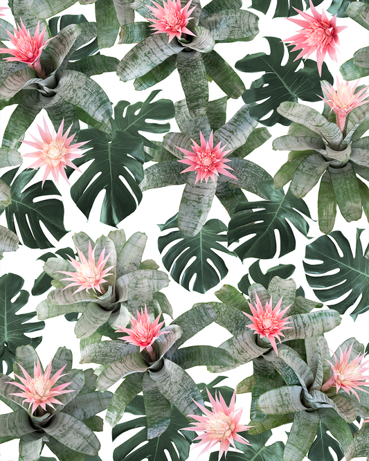 Rad Bromeliad Wallpaper, white