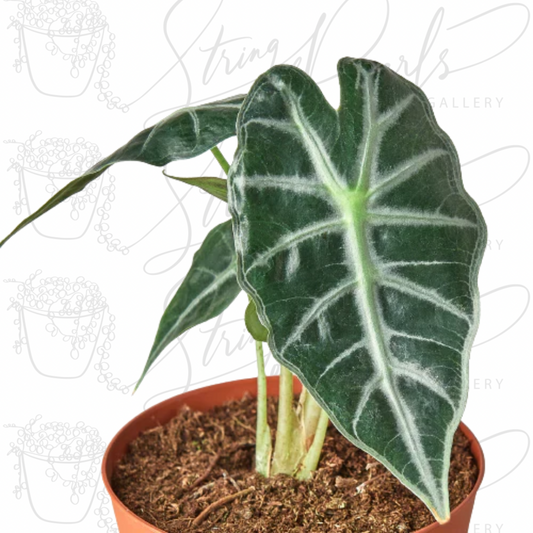 Alocasia Amazonica 'Bambino'