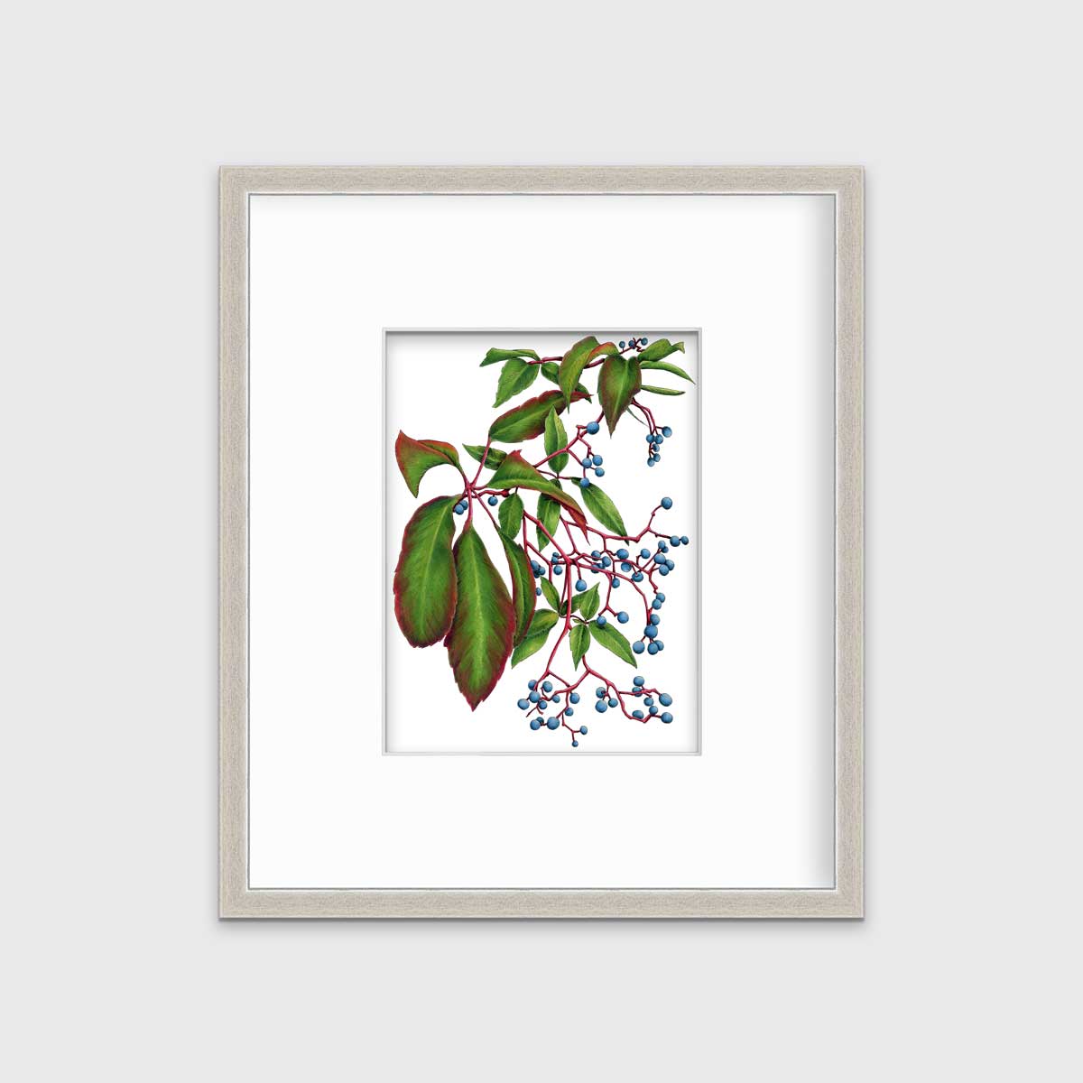 Virginia Creeper - Open Edition Paper Print