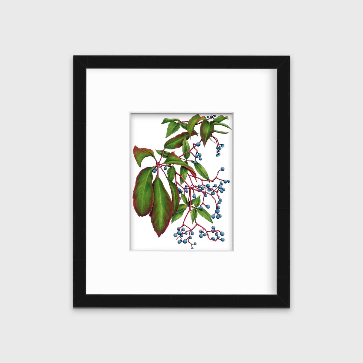 Virginia Creeper - Open Edition Paper Print