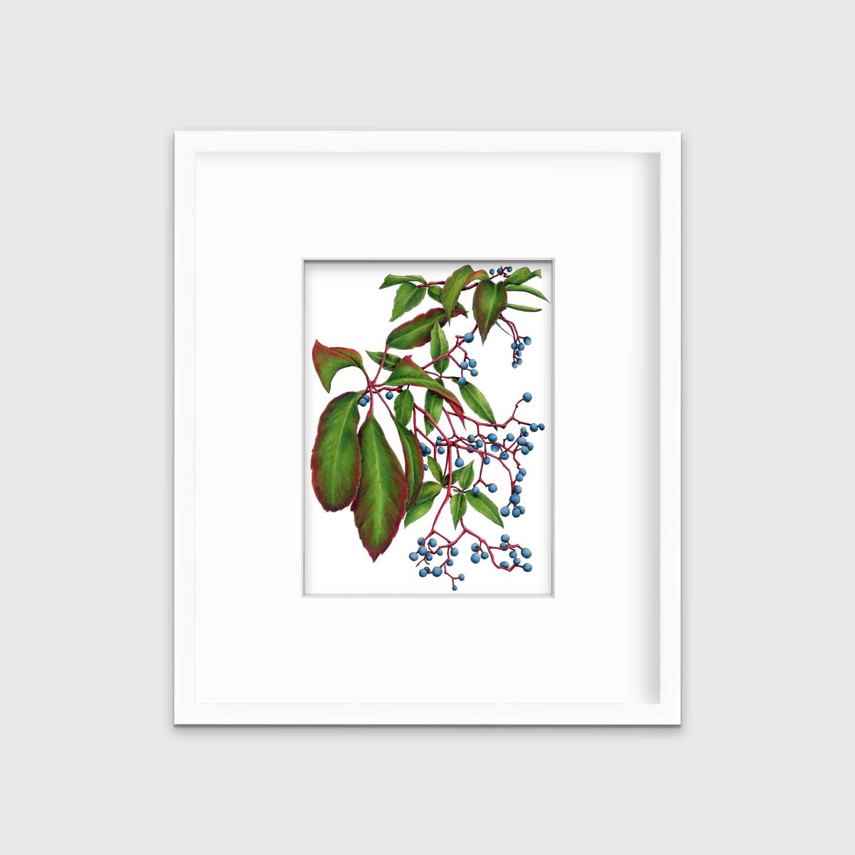 Virginia Creeper - Open Edition Paper Print
