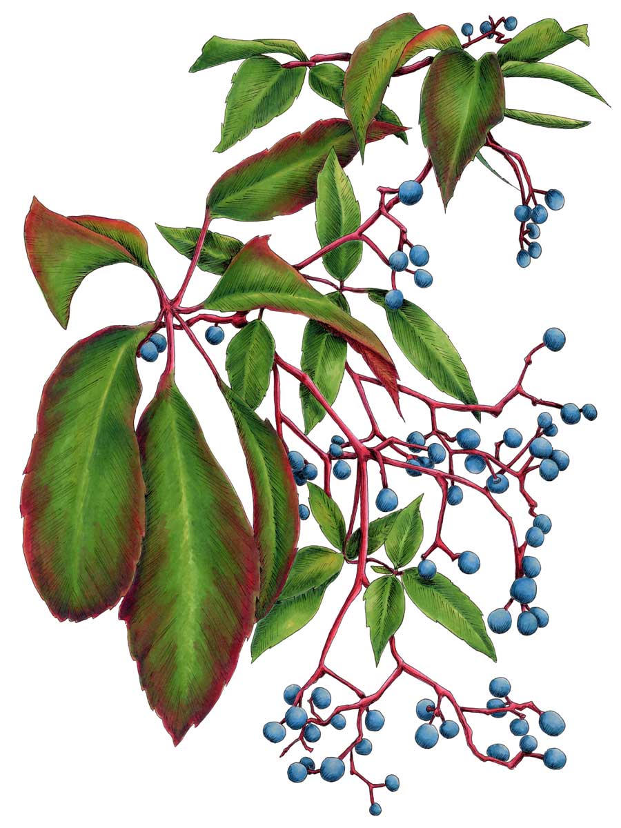 Virginia Creeper - Open Edition Paper Print
