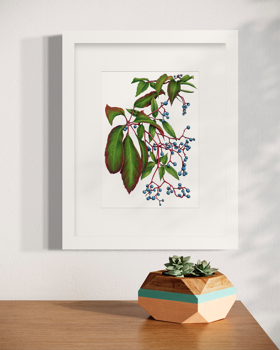 Virginia Creeper - Open Edition Paper Print