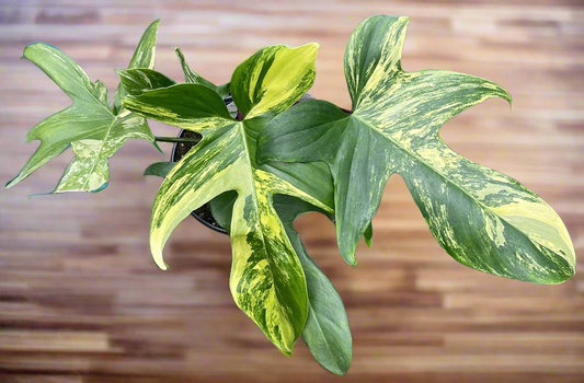 Philodendron Florida Beauty Variegated 4 inch