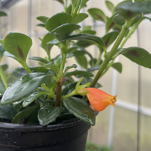 Goldfish Plant - 4" Live Plant