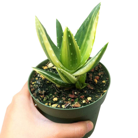 Variegated Aloe Plant - Live Succulents 4 inch Pot