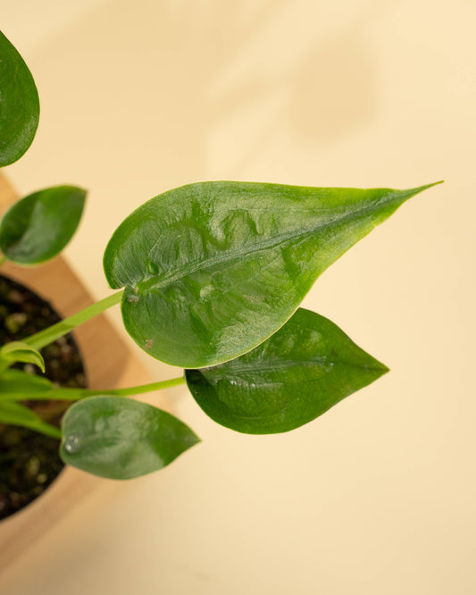Alocasia 'Tiny Dancer'