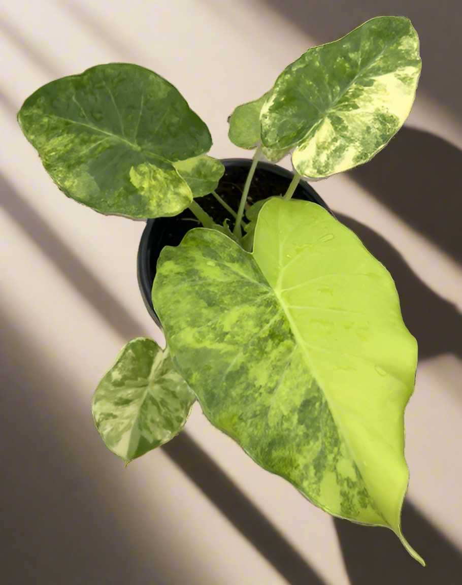 Alocasia Gageana Aurea