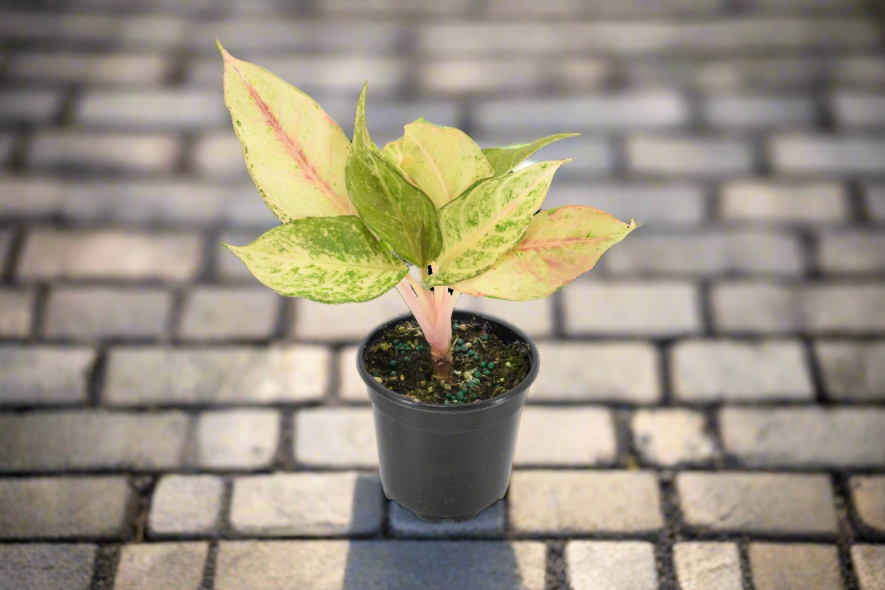 Aglaonema 'Lucky'