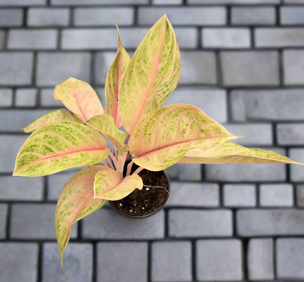 Aglaonema 'Baby Tiger'