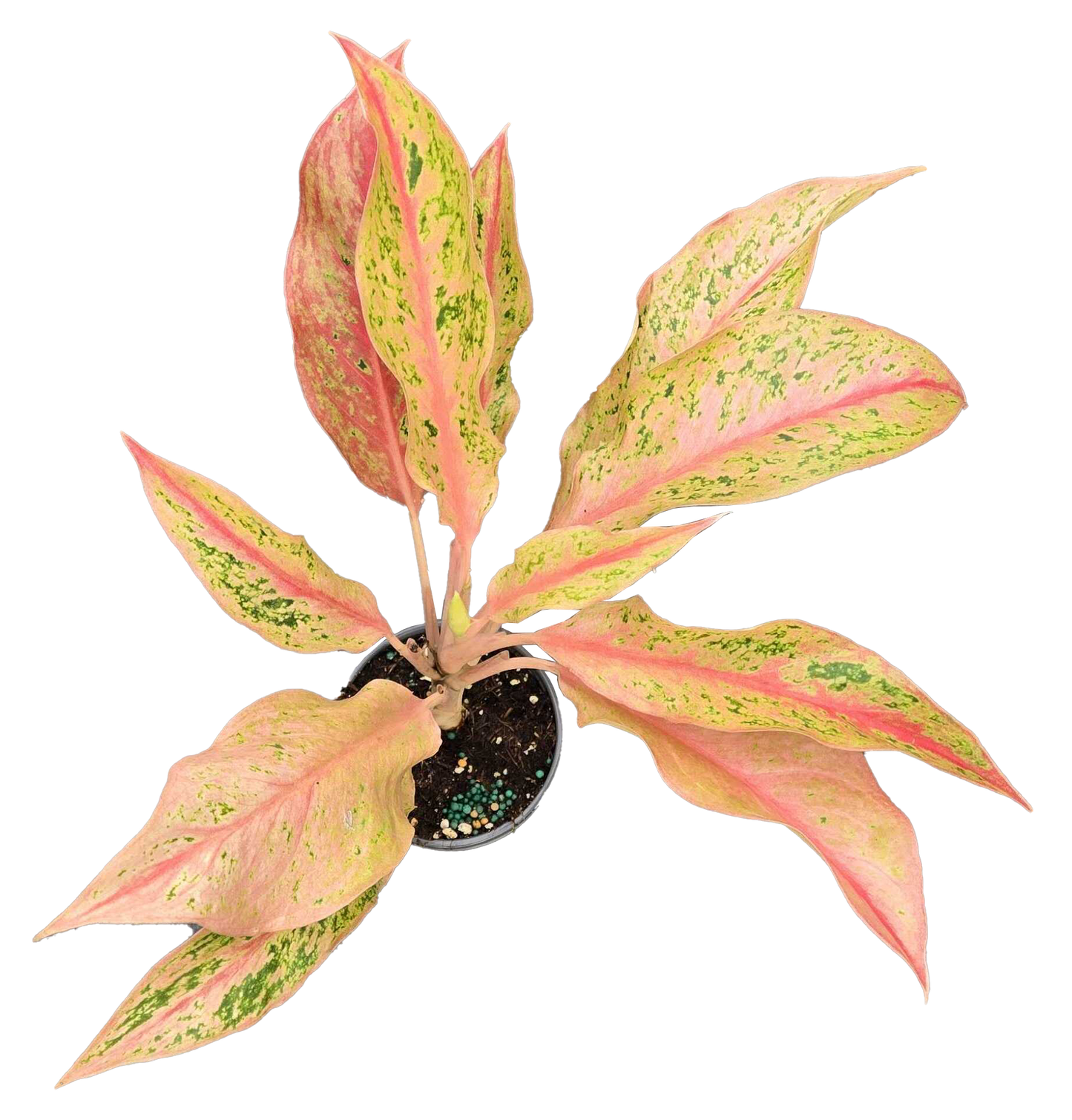 Aglaonema 'Pink Baramee'