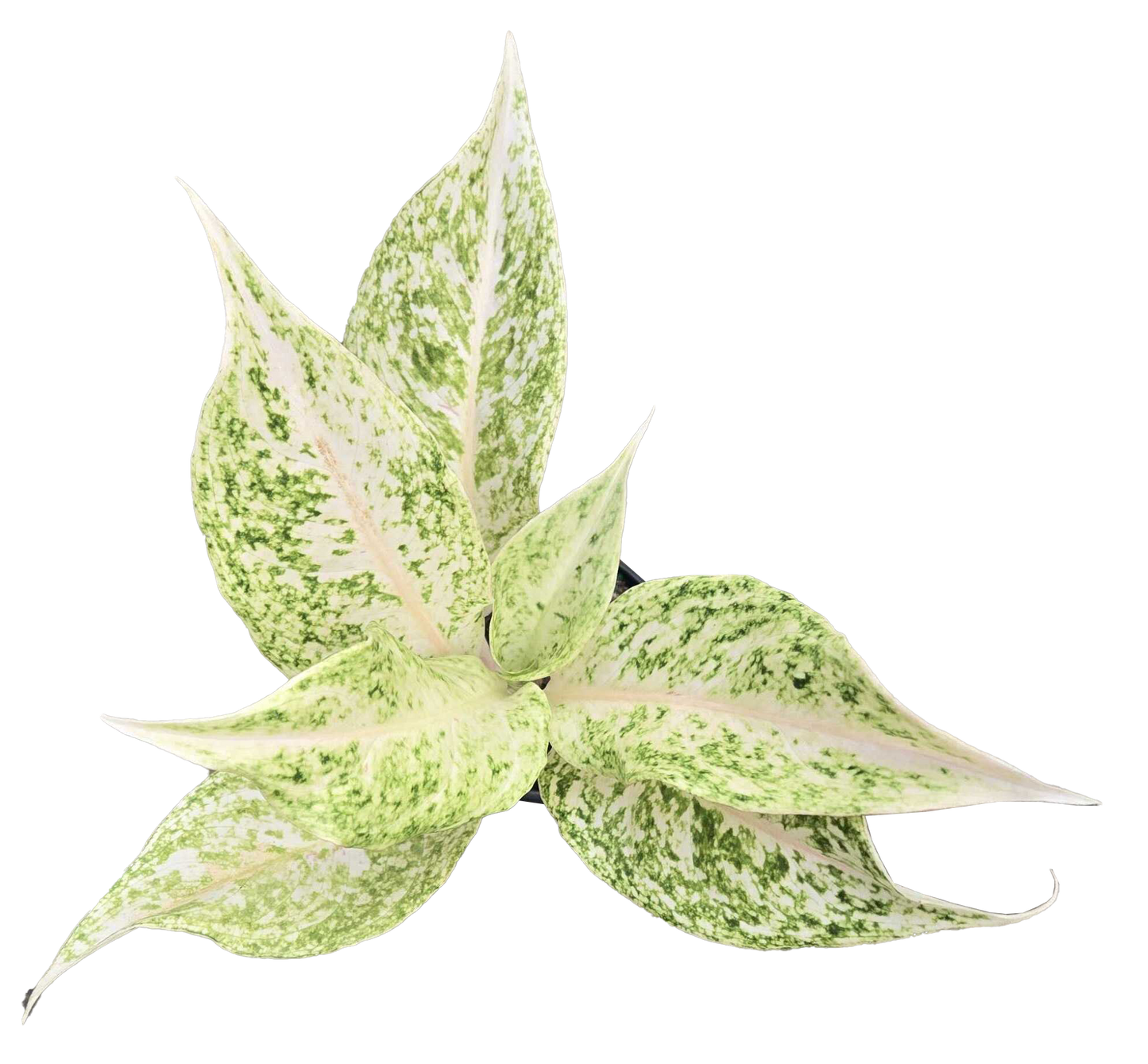 Aglaonema 'White Snow Dream'
