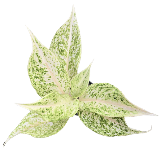 Aglaonema 'White Snow Dream'
