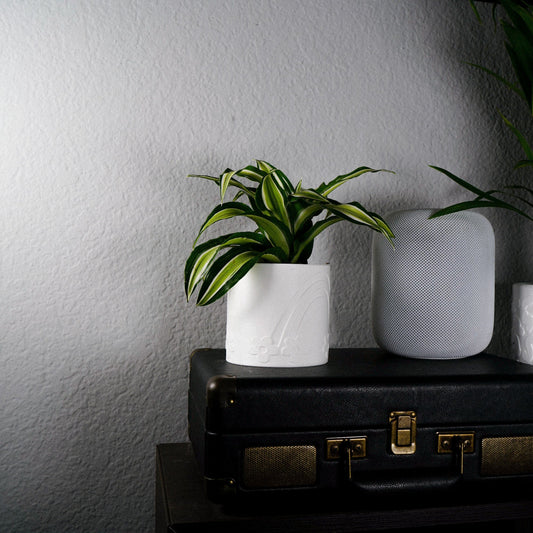 Daisy Rainbow Planter