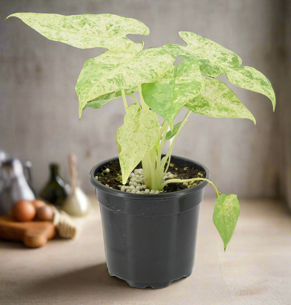 Alocasia Odora 'Batik Variegated' 4 inch