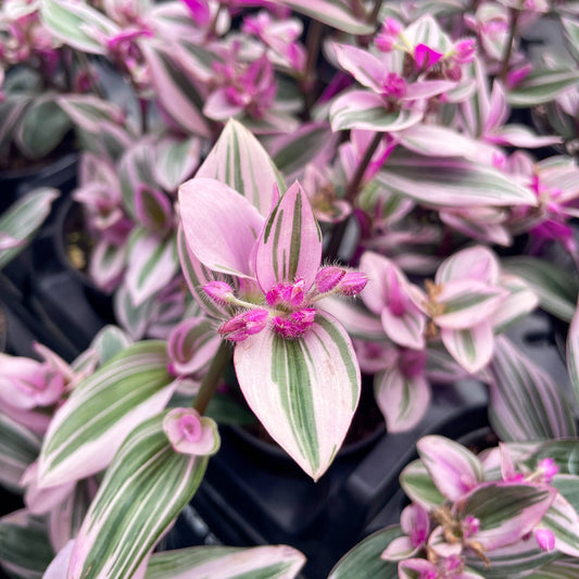 Tradescantia 'Nanouk'