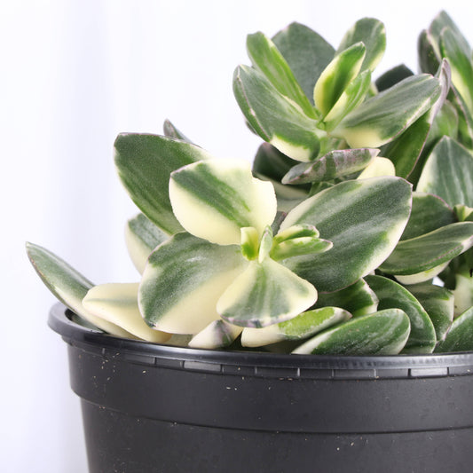 Crassula Ovata 'Variegated Jade' Succulent