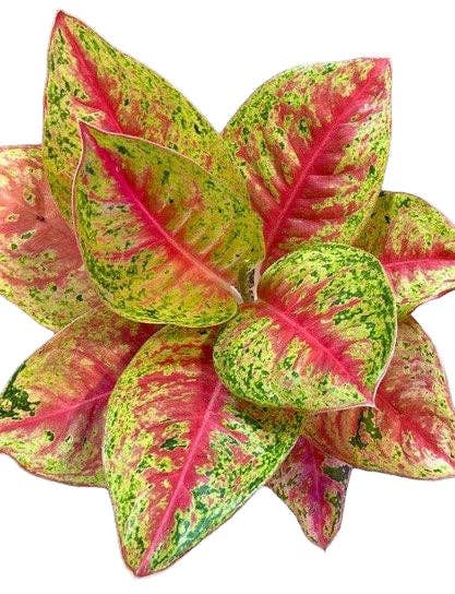 Aglaonema 'Mahasetti' *Rare
