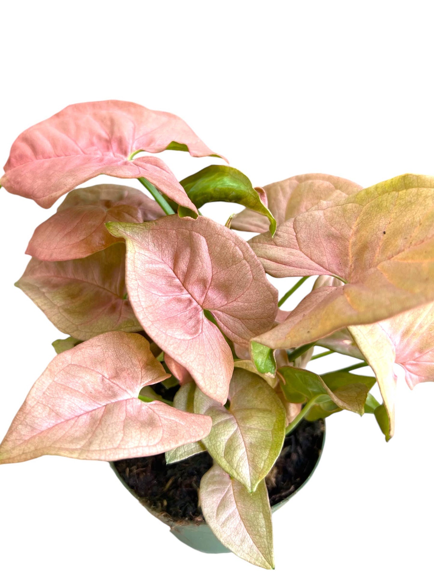 Syngonium Pink Arrow